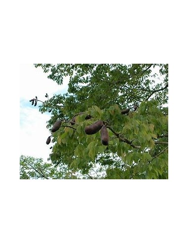 Arbol de la Harina/Guapinol, algarrobo,...