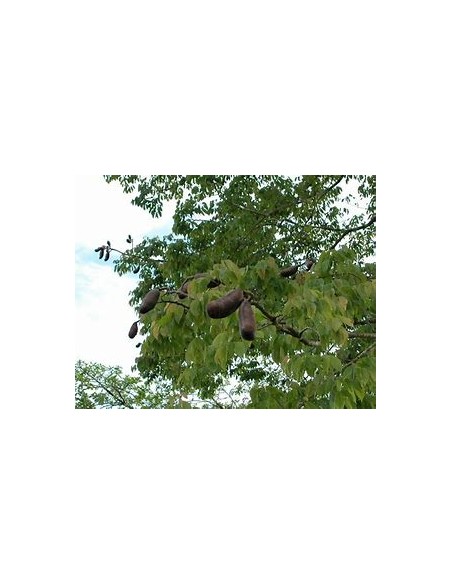 Discover the Magic of the Breadnut Tree/Guapinol (Hymenaea courbaril) - 1 Small Tree for Sale in Mexico - Online Nursery