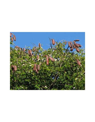 Arbol de la Harina/Guapinol, algarrobo,...