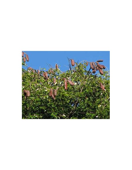 Arbol de la Harina/Guapinol, algarrobo, guapinole (Hymenaea courbaril)- desde la selva Lacandona - Vivero por internet