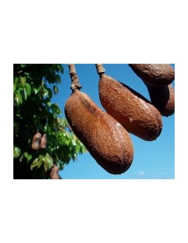 Discover the Magic of the Breadnut...