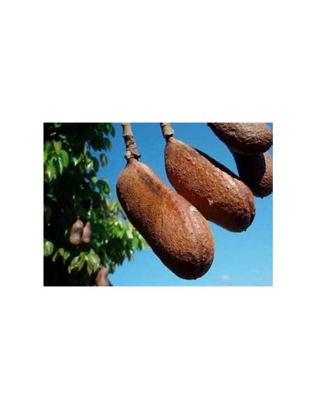 Arbol de la Harina/Guapinol, algarrobo, guapinole (Hymenaea courbaril)- desde la selva Lacandona - Vivero por internet