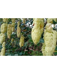 Parrot's Beak Vine (Gmelina...