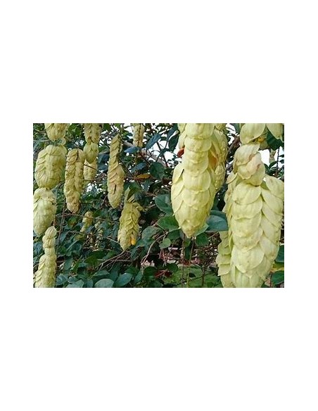 Enredadera Pico de loro (Gmelina philiphinensis)-1 Arbolito en Venta en Mexico - Vivero por internet