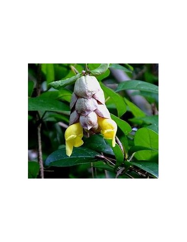 Parrot's Beak Vine (Gmelina philippinensis) - 1...