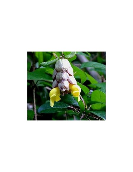 Enredadera Pico de loro (Gmelina philiphinensis)-1 Arbolito en Venta en Mexico - Vivero por internet
