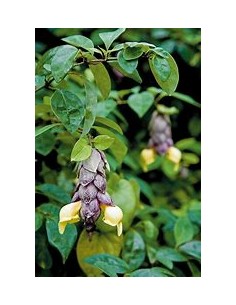 Parrot's Beak Vine (Gmelina... 2