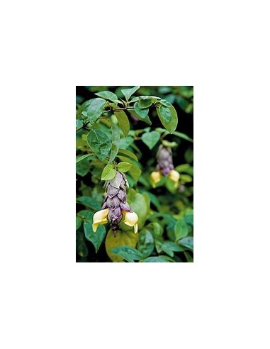 Parrot's Beak Vine (Gmelina philippinensis) - 1...