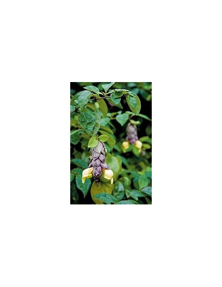 Parrot's Beak Vine (Gmelina philippinensis) - 1 Small Tree for Sale in Mexico - Online Nursery