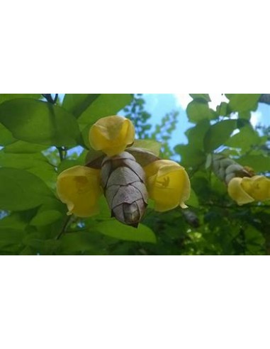Parrot's Beak Vine (Gmelina philippinensis) - 1...