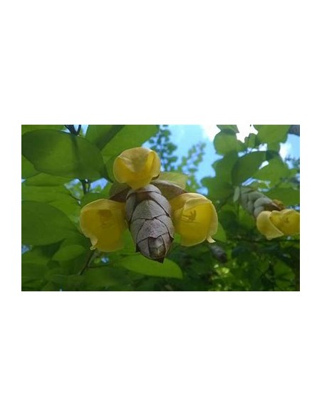 Enredadera Pico de loro (Gmelina philiphinensis)-1 Arbolito en Venta en Mexico - Vivero por internet