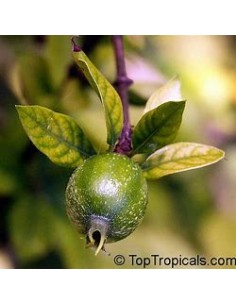 Blackberry Jelly Tree,...
