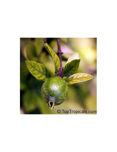 Blackberry Jelly Tree, Miniature Crucetillo (Randia formosa) - 1 Small Tree for Sale in Mexico - Online Nursery