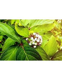 Blackberry Jelly Tree,... 2