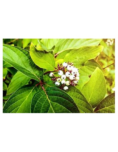 Árbol de Jalea de Zarzamora, Crucetillo...