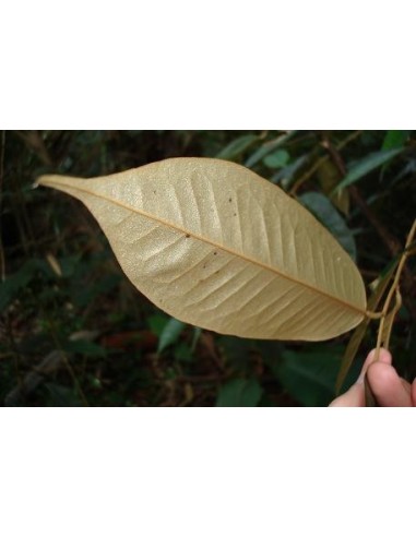 1 Arbolito de Durian (Durio zibethinus) La fruta mas rara de Mundo Siembrala ya!