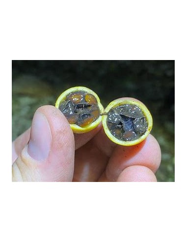 Árbol de Jalea de Zarzamora, Crucetillo...