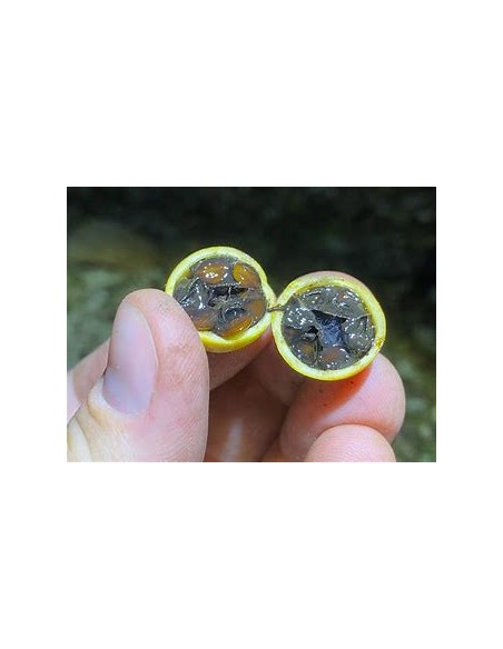 Árbol de Jalea de Zarzamora, Crucetillo miniatura (Randia formosa)-1 Arbolito en Venta en Mexico - Vivero por internet