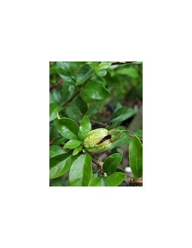 Blackberry Jelly Tree, Miniature Crucetillo...
