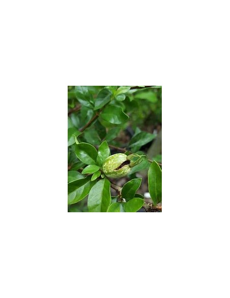 Árbol de Jalea de Zarzamora, Crucetillo miniatura (Randia formosa)-1 Arbolito en Venta en Mexico - Vivero por internet