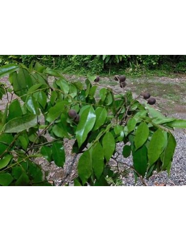 Tamarindo Redondo o Guapaque (Dialium guianense) - 1 Arbolito en Venta en Mexico - Venta en linea de arboles raros en Mexico