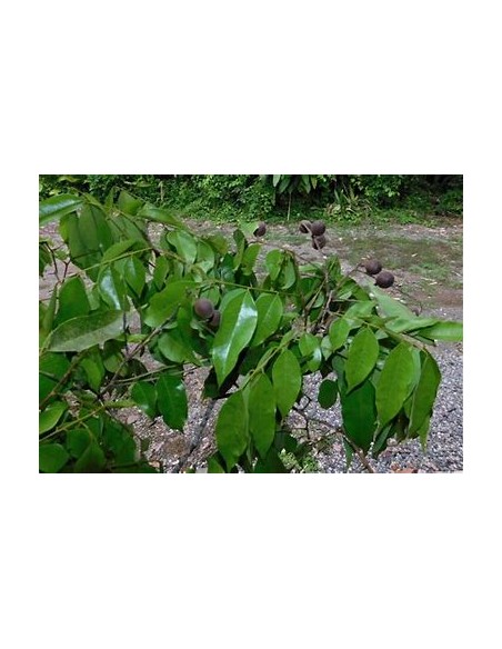Round tamarind tree (Guapaque) Dialium guianense- 1 Sapling for Sale in Mexico - Online Nursery