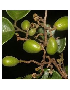 Round tamarind tree... 2