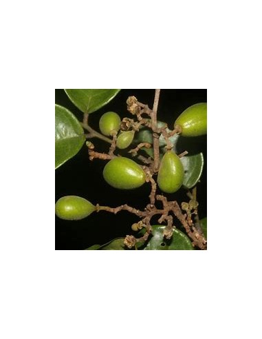 Round tamarind tree (Guapaque) Dialium...
