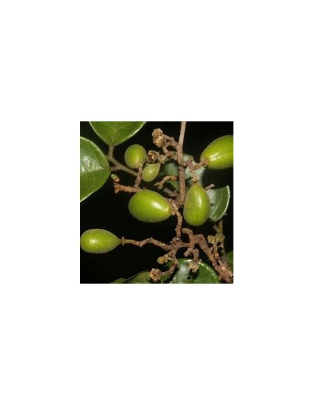 Round tamarind tree (Guapaque) Dialium guianense- 1 Sapling for Sale in Mexico - Online Nursery