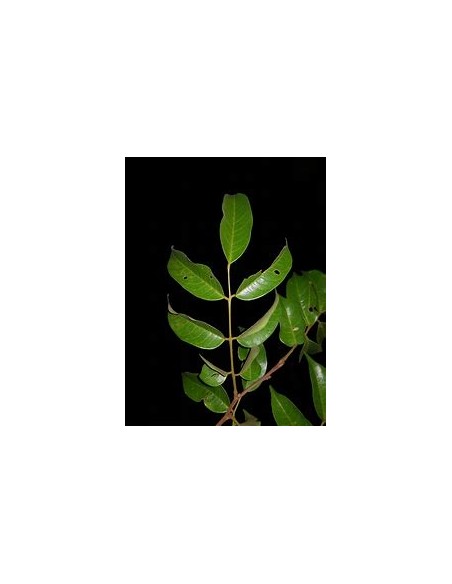 Round tamarind tree (Guapaque) Dialium guianense- 1 Sapling for Sale in Mexico - Online Nursery