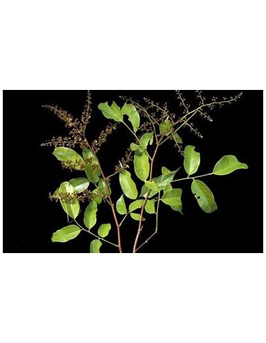 Tamarindo Redondo o Guapaque (Dialium...