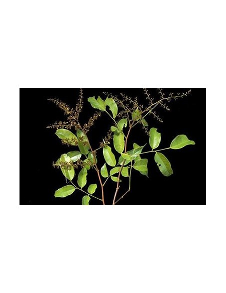 Round tamarind tree (Guapaque) Dialium guianense- 1 Sapling for Sale in Mexico - Online Nursery