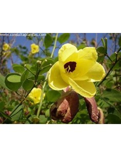 Orquidea amarilla (Arbol de...