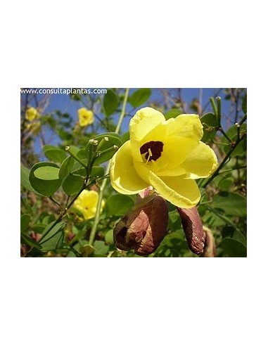 Orquidea amarilla (Arbol de St. thomas) Bahuinia tomentosa - Flor de campana amarilla Orquidea de arbol