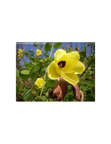 Orquidea amarilla (Arbol de St. thomas) Bahuinia tomentosa - Flor de campana amarilla Orquidea de arbol