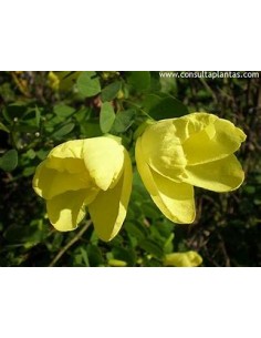 Orquidea amarilla (Arbol de... 2