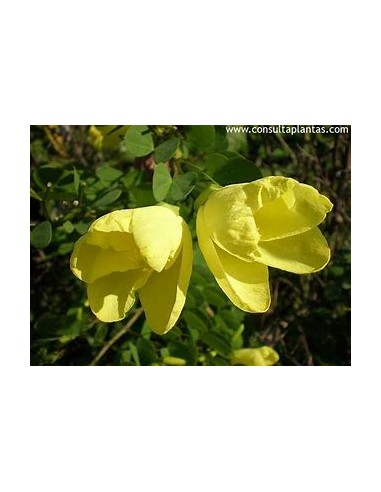 Orquidea amarilla (Arbol de St. thomas)...