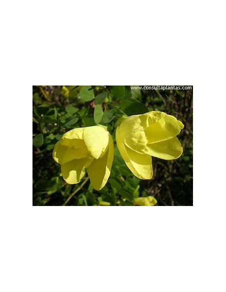 Orquidea amarilla (Arbol de St. thomas) Bahuinia tomentosa - Flor de campana amarilla Orquidea de arbol