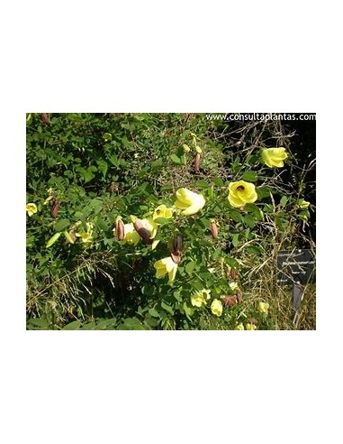 St thomas yellow orchid tree (bahuinia...