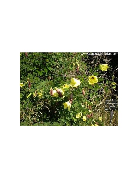 St thomas yellow orchid tree (bahuinia tomentosa)-1 Sapling for Sale in Mexico - Online Nursery