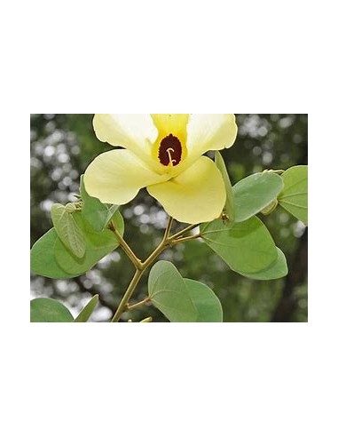 Orquidea amarilla (Arbol de St. thomas)...