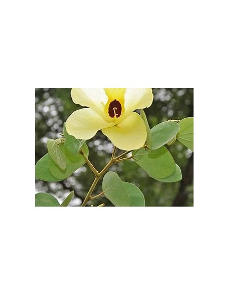 St thomas yellow orchid tree (bahuinia tomentosa)-1 Sapling for Sale in Mexico - Online Nursery