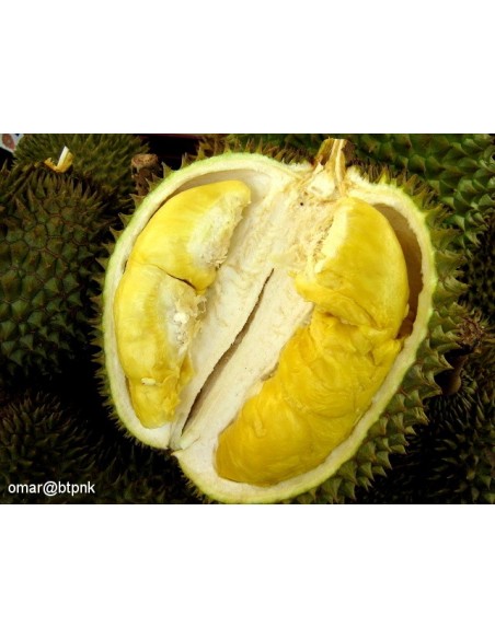1 Arbolito de Durian (Durio zibethinus) La fruta mas rara de Mundo Siembrala ya!