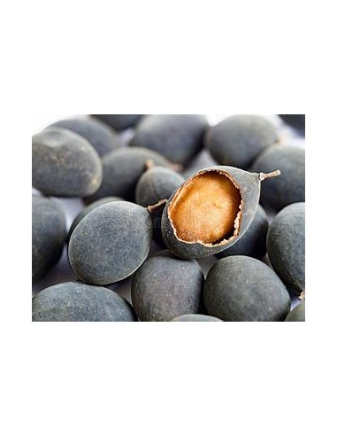 Tamarindo terciopelo de tailandia (Dialium...