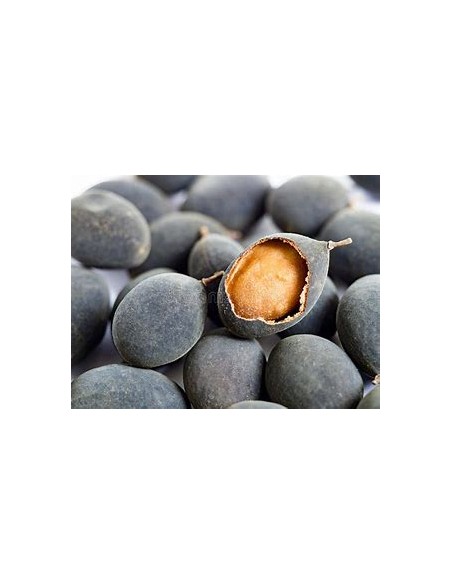 Thai velvet tamarind (Dialium indum)-1 Plant for Sale in Mexico - Online Nursery