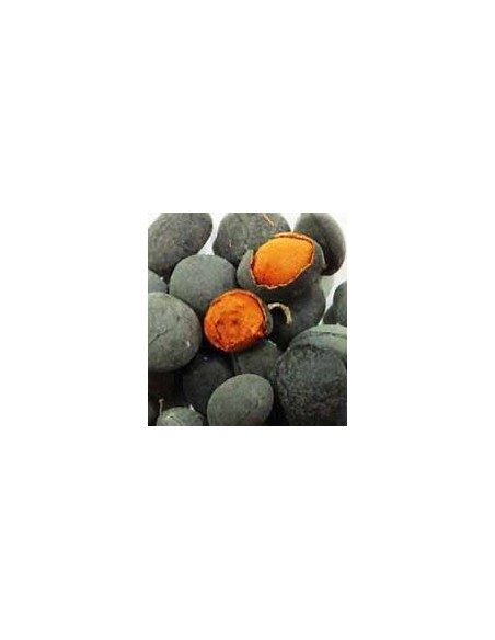 Tamarindo terciopelo de tailandia (Dialium indum)-1 Planta en Venta en Mexico - Vivero por internet