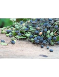 Thai velvet tamarind... 2