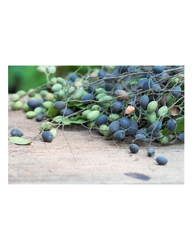 Tamarindo terciopelo de tailandia (Dialium...