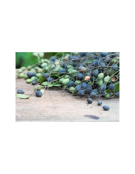 Thai velvet tamarind (Dialium indum)-1 Plant for Sale in Mexico - Online Nursery