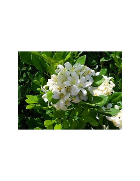 Limonaria o Pasto limon (Cymbopogon citratus)-1 Planta en Venta en Mexico -Zacate limon